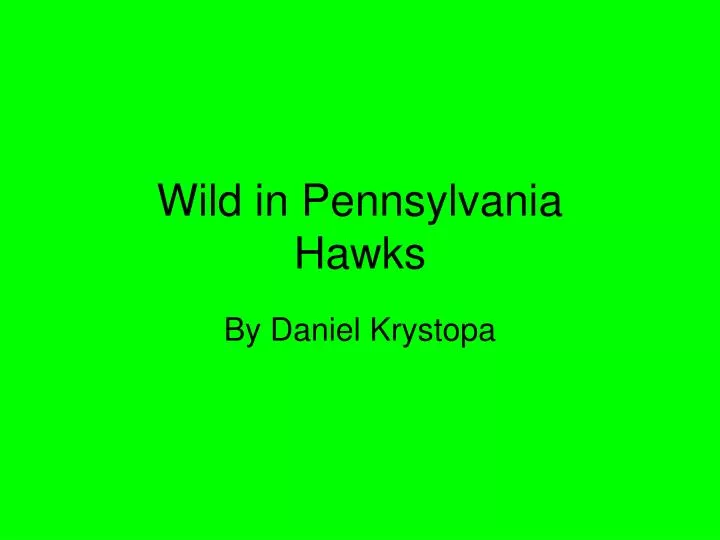 wild in pennsylvania hawks