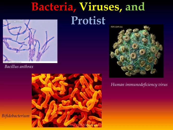 bacteria viruses and protist