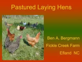 Pastured Laying Hens