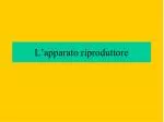 L’apparato riproduttore - slide 1
