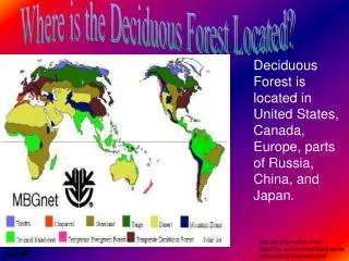 Where is the Deciduous Forest Located?