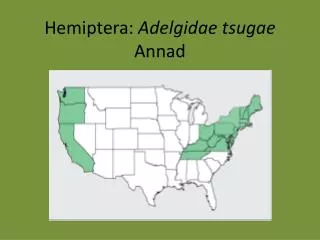 Hemiptera: Adelgidae tsugae Annad