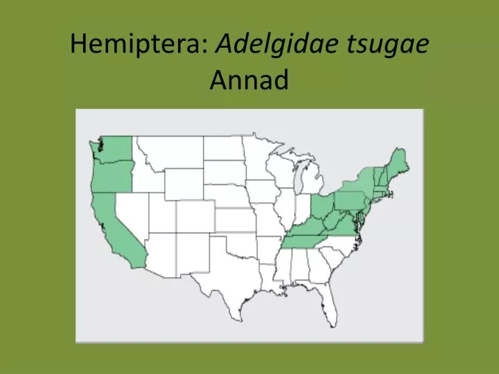 hemiptera adelgidae tsugae annad
