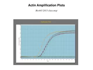 Actin Amplification Plots