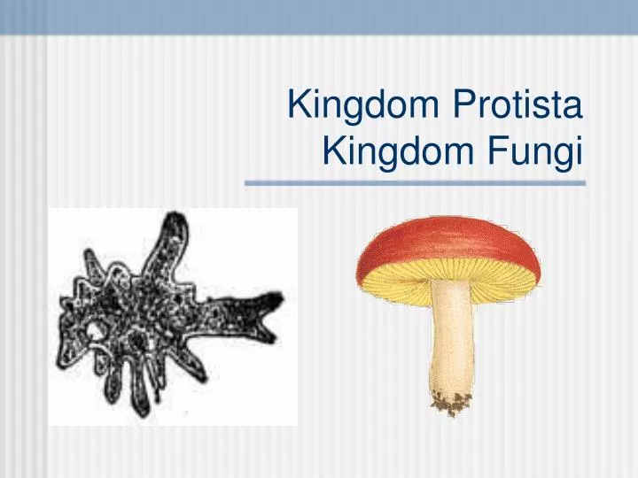 kingdom protista kingdom fungi
