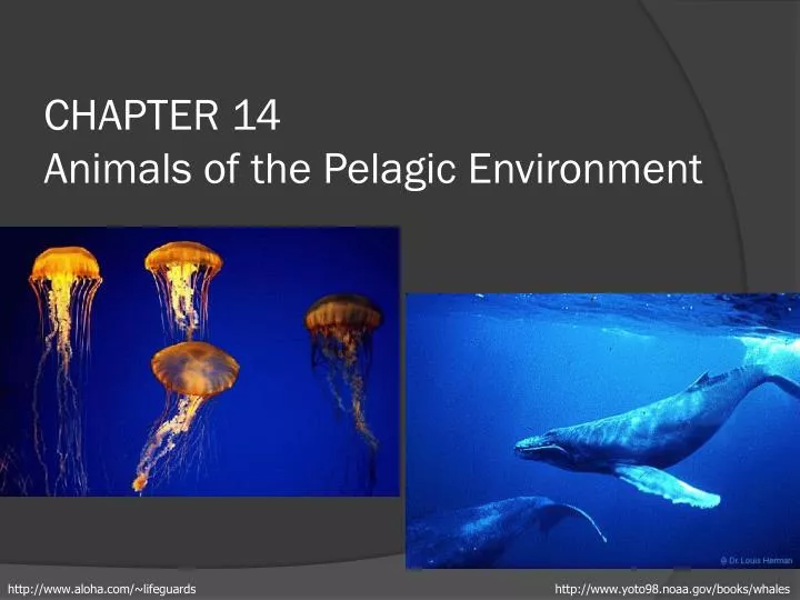 chapter 14 animals of the pelagic environment