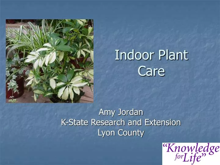indoor plant care