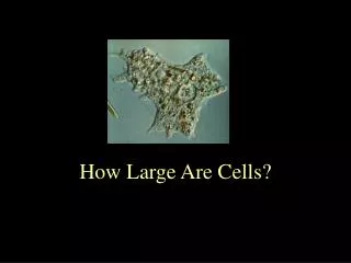 How Large Are Cells?