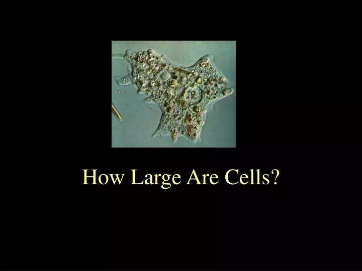 how large are cells