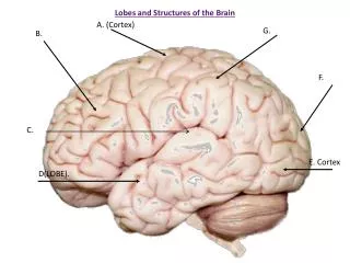 Lobes and Structures of the Brain