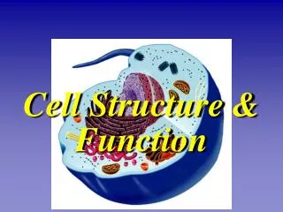 Cell Structure &amp; Function