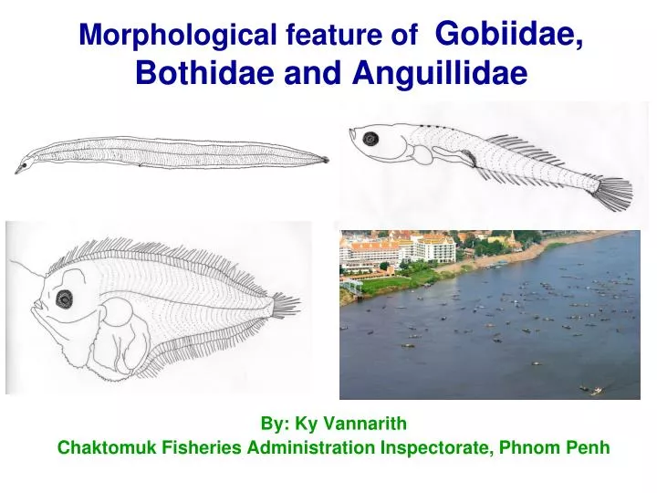 morphological feature of gobiidae bothidae and anguillidae