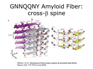 GNNQQNY Amyloid Fiber: cross- ? spine