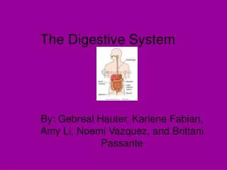 The Digestive System