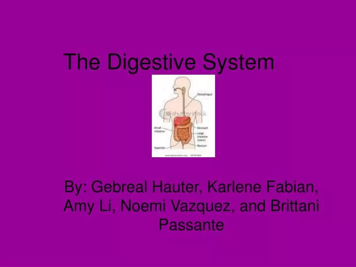 the digestive system