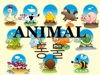 animal