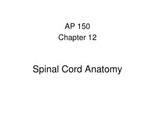 Spinal Cord Anatomy