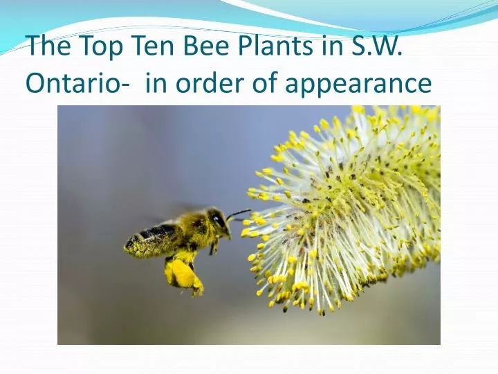 the top ten bee plants in s w ontario in order of appearance