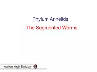 Phylum Annelids - The Segmented Worms