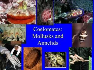 Coelomates: Mollusks and Annelids
