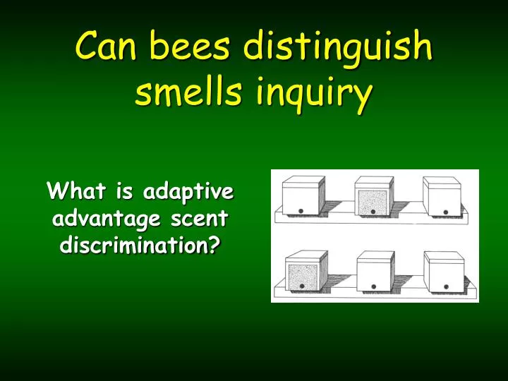 can bees distinguish smells inquiry