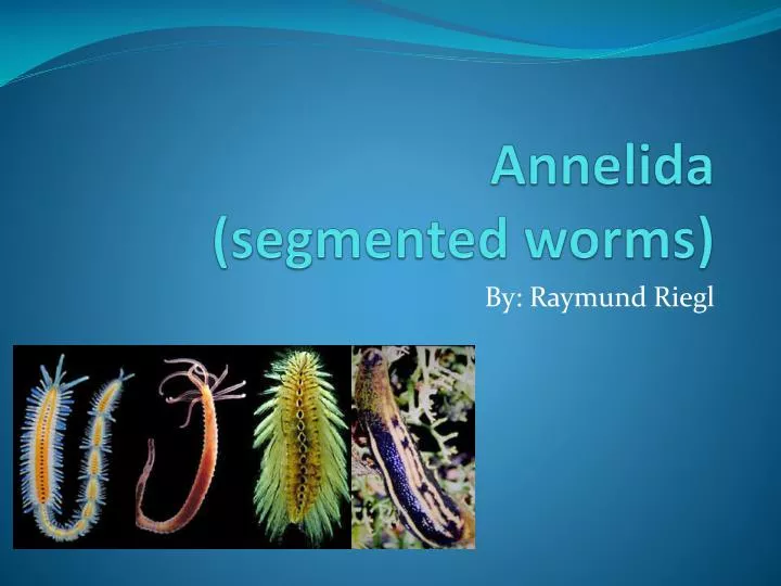 annelida segmented worms