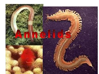 Annelids