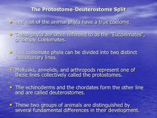 The Protostome-Deuterostome Split The rest of the animal phyla have a true coelome.
