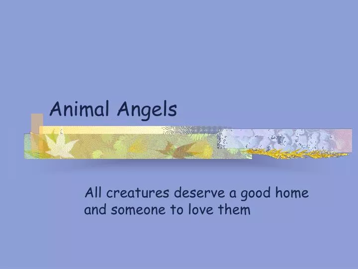 animal angels
