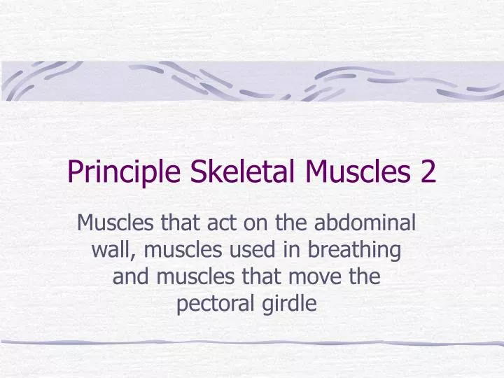 principle skeletal muscles 2