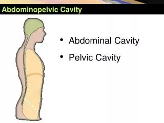 Abdominopelvic Cavity