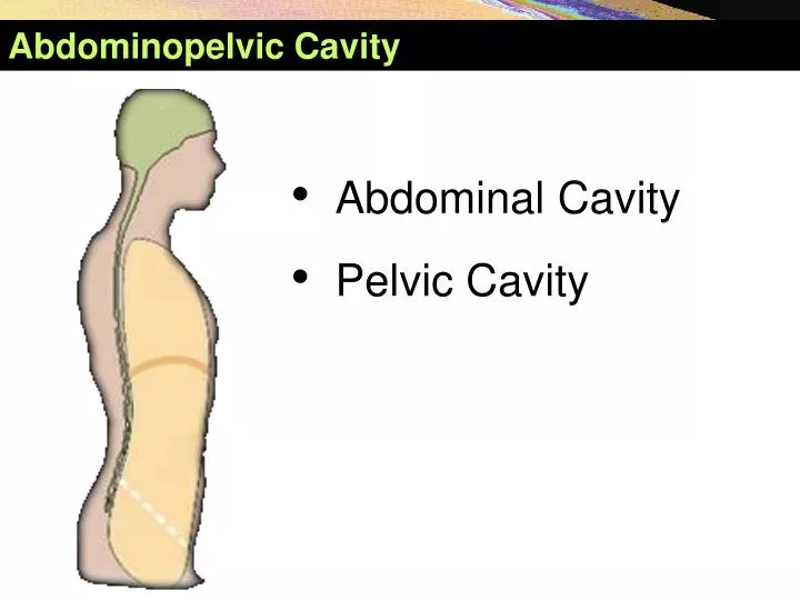 abdominopelvic cavity