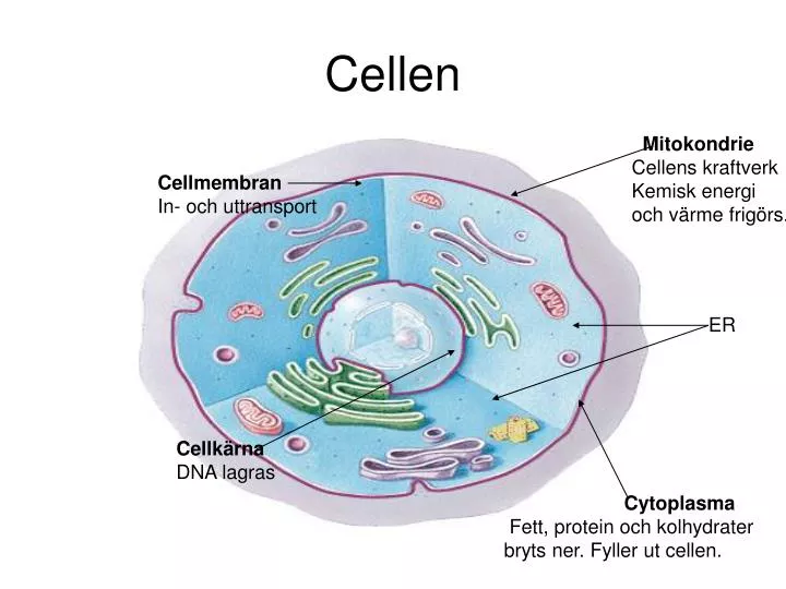 cellen