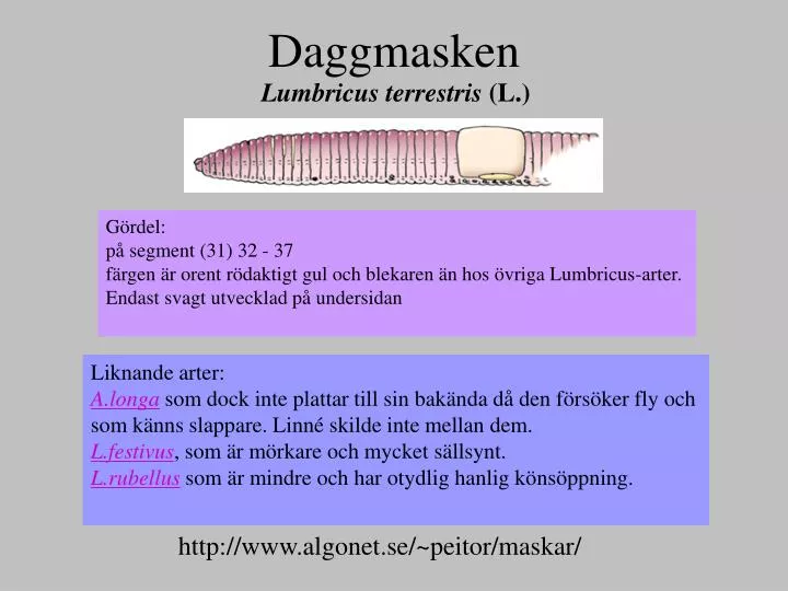 daggmasken