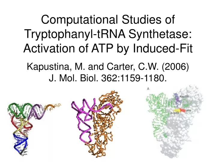 computational studies of tryptophanyl trna synthetase activation of atp by induced fit