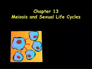 Chapter 13 Meiosis and Sexual Life Cycles