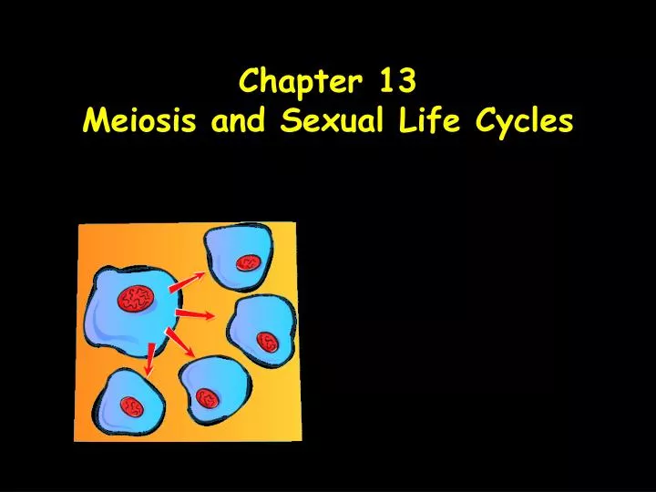 chapter 13 meiosis and sexual life cycles