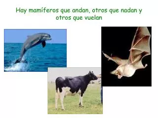 hay mam feros que andan otros que nadan y otros que vuelan