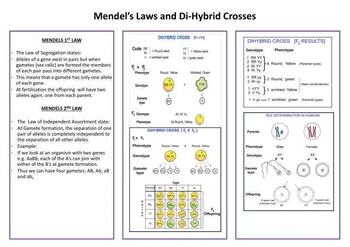 mendel s laws and di hybrid crosses