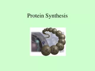 Protein Synthesis