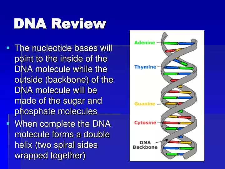 dna review