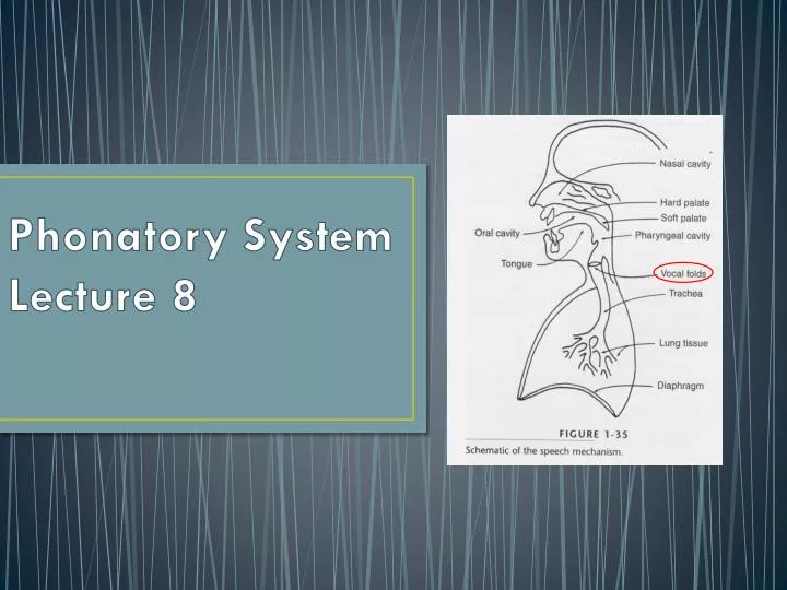 phonatory system lecture 8