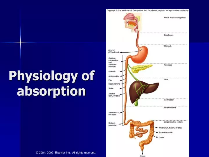 physiology of absorption