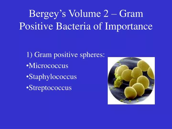 bergey s volume 2 gram positive bacteria of importance