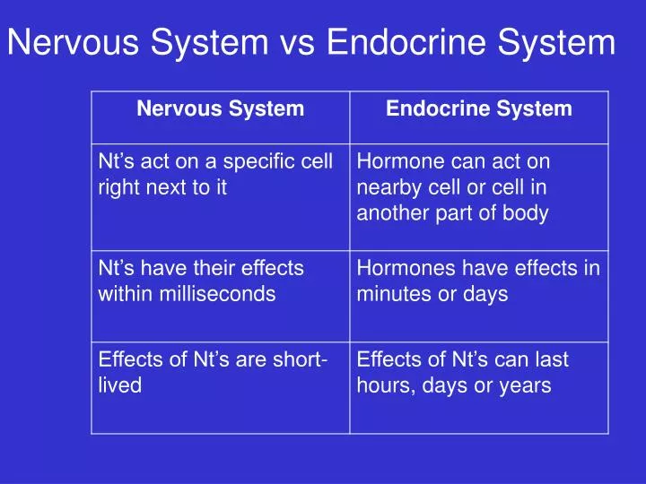 nervous system vs endocrine system