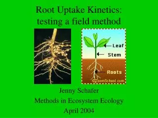 Root Uptake Kinetics: testing a field method