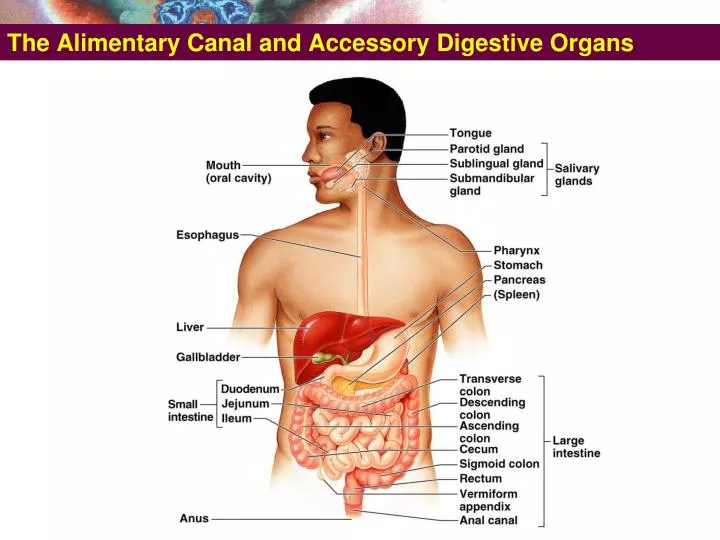 the alimentary canal and accessory digestive organs