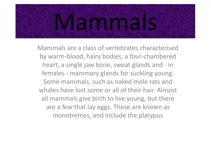 mammals