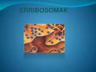 ERRIBOSOMAK