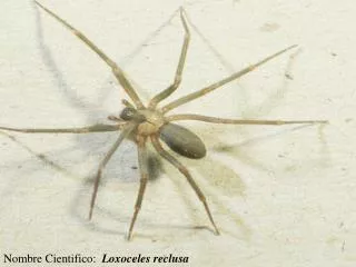 Nombre Cientifico: Loxoceles reclusa